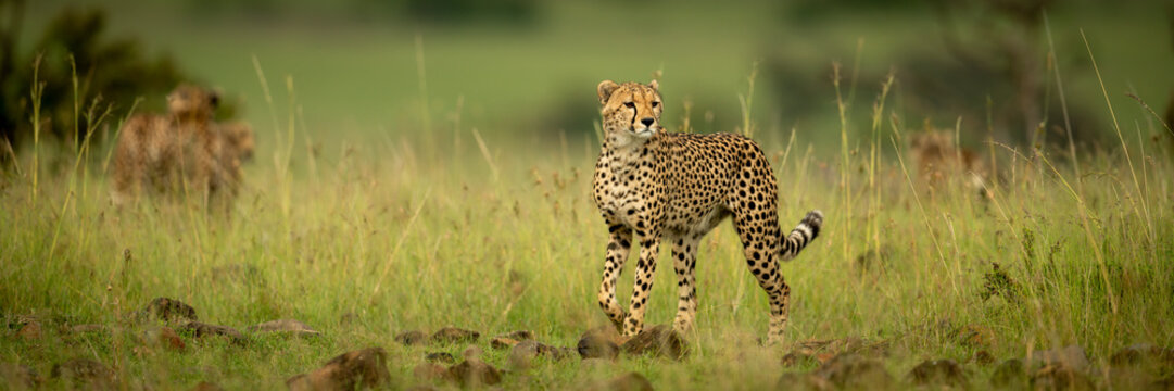 Panorama of cheetah (Acinonyx jubatus) walking in long grass, Maasai Mara National Reserve; Narok, Masai Mara, Kenya