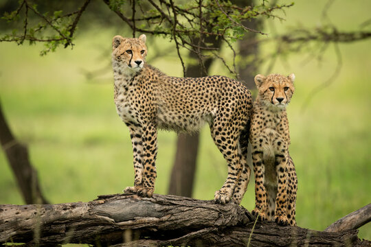 Two cheetah cubs (Acinonyx jubatus) standing on a dead log, Maasai Mara National Reserve; Narok, Masai Mara, Kenya