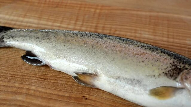 Trout fish on a board. Shooting of fish.