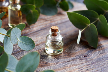 A bottle of essential oil with fresh eucalyptus plant © Madeleine Steinbach