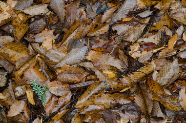 Fallen leaves of sweet chestnut Castanea sativa. Narusawa. Yamanashi Prefecture. Fuji-Hakone-Izu National Park. Honshu. Japan.