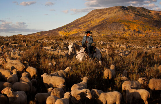 A once wild horse now works the Wyoming range with a sheepherder; Savery, Wyoming, United States of America