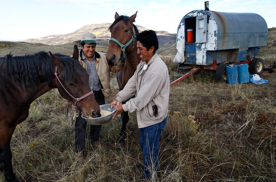 Sheepherders feeding once wild horses that now work alongside the ranch hands on the Wyoming ranges; Savery, Wyoming, United States of America