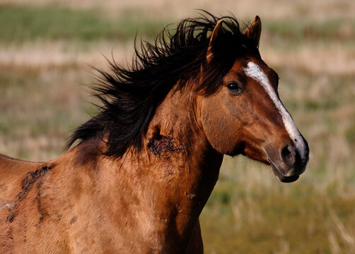 Wounds on a wild horse at a mustang and burro sanctuary; Lantry, South Dakota, United States of America