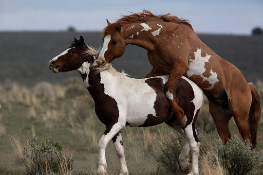 Dominant stud shows aggression while mating with a yearling mustang, Steens Mountain Recreation Lands; Frenchglen, Oregon, United States of America