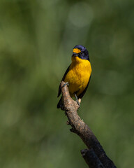 A tropical bird Violaceous euphonia as know as gaturamo perching in a branch tree.  Green background, Species Euphonia violacea. Birdwatching. Animal world. Yellow bird.
