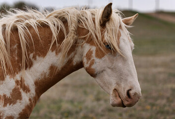 Wild mustang with blue eyes and piebald colouring of brown and white at a Wild Horse Conservation Center; Lantry, South Dakota, United States of America