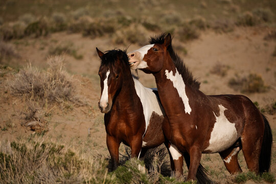 Two paint mustangs playfully bite while grazing at South Steens; Frenchglens, Oregon, United States of America