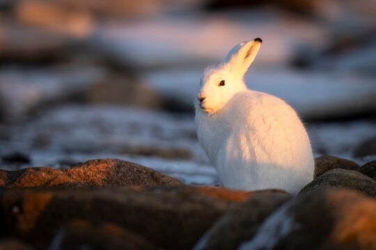 Arctic hare (Lepus arcticus) sits among rocks eyeing camera; Arviat, Nunavut, Canada