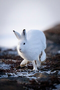 Arctic hare (Lepus arcticus) crosses tundra kicking up snow; Arviat, Nunavut, Canada