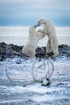 Two Polar bears (Ursus maritimus) wrestle on hind legs; Arviat, Nunavut, Canada