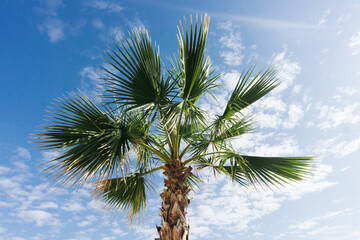 Palm tree background. Blue cloudy sky. Green leaves exotic summer. Good weather vacation landscape. High tree paradise island. Sunny travel scenic view.