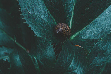 Striped shell snail hidden in plant. Small snail hiding in between of leaves of spiky plant. Moody and dark saturated green and blue edit.