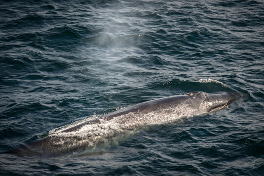 Sei Whale (Balaenoptera borealis) surfacing at the entrance of Beagle Channel; Antarctica