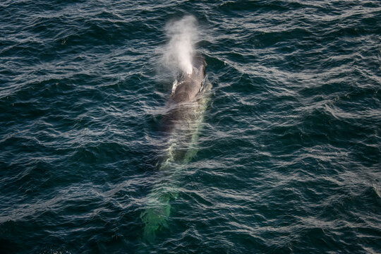 Sei Whale (Balaenoptera borealis) surfacing at the entrance of Beagle Channel; Antarctica