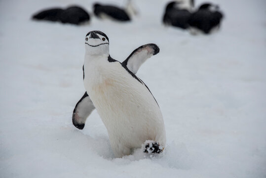 Chinstrap penguin (Pygoscelis antarcticus)) on Antarctica's South Shetland Island; Antarctica