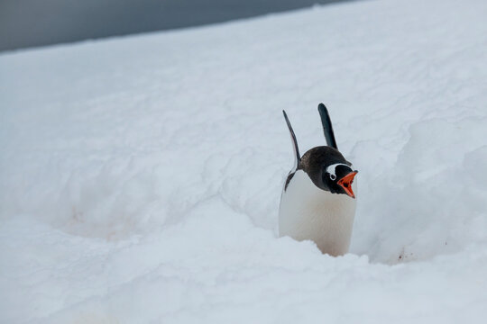 Gentoo Penguin (Pygoscelis papua) vocalizing while walking on Darco Island; Antarctica