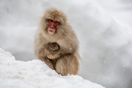 Portrait of a Japanese Macaque Monkey sitting on a snowbank at Jigokudani Monkey Park, Japan