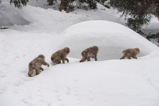Troop of Japanese Macaque Monkey walking in the snow at Jigokudani Monkey Park, Japan