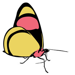 Butterfly Batesia hypochlora, the painted beauty isolated vector image