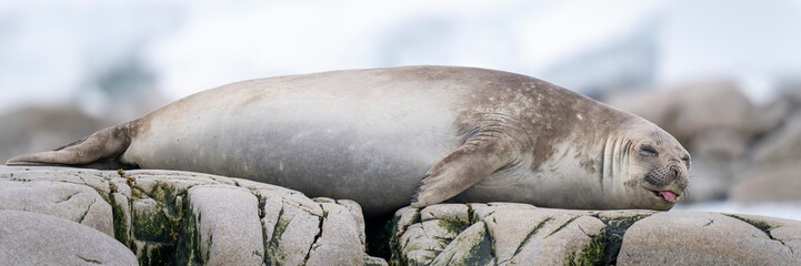 Panorama of Elephant seal (Mirounga leonina) asleep on rock; Antarctica