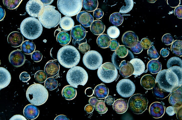 Microscopic view of diatoms.