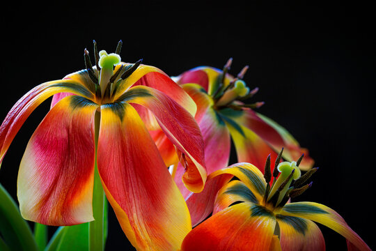 Close up of tulip petals drooping down against a black background; Studio