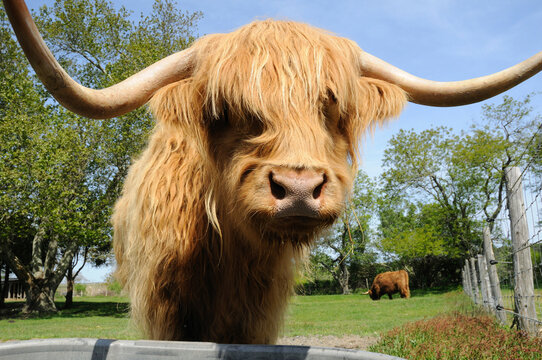 A Scottish highland steer at the water tank.; Yarmouth, Cape Cod, Massachusetts.