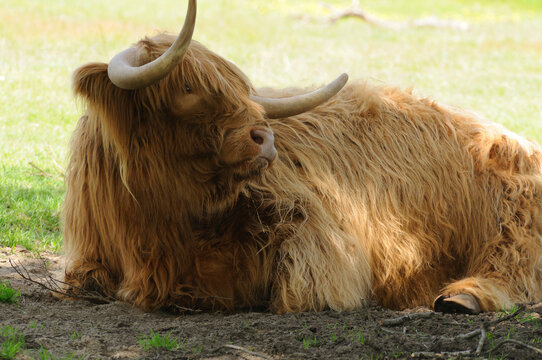 A Scottish highland steer peers out from its fur bangs.; Yarmouth, Cape Cod, Massachusetts.