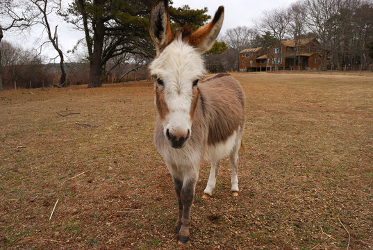 Donkey in a pasture in the early spring.; Yarmouth, Cape Cod, Massachusetts.
