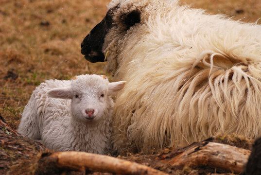 Young male lamb huddled up next to its mother in a pasture in the cold; Yarmouth, Cape Cod, Massachusetts.