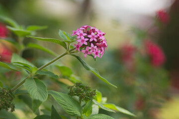 beautiful flowers on the island madeira