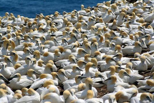 One of the world's largest breeding colonies of northern gannets on Bonaventure Island.; Bonaventure Island, Quebec, Canada.