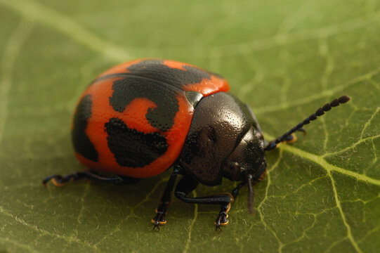 Milkweed Leaf Beetle (Labidomera clivicollis)Chrysomelidae (leaf beetles).  Milkweed species: Asclepias syriaca.  Beetle's diet: milkweed foliage and flowers.; Belmont, Massachusetts