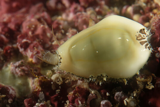 A small cowry snail with its mantle only partly over its shell.; Derawan Island, Borneo, Indonesia.