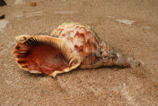 A triton shell on the beach on Derawan Island.; Derawan Island, Borneo, Indonesia.