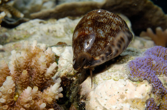 Tiger cowry, Cypraea tigris, crawling among corals. Its mantle is down; Derawan Island, Borneo, Indonesia.