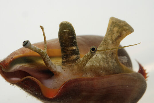 Strawberry conch, Strombus luhuanus, showing eyes, mouth, and foot.; Derawan Island, Borneo, Indonesia.
