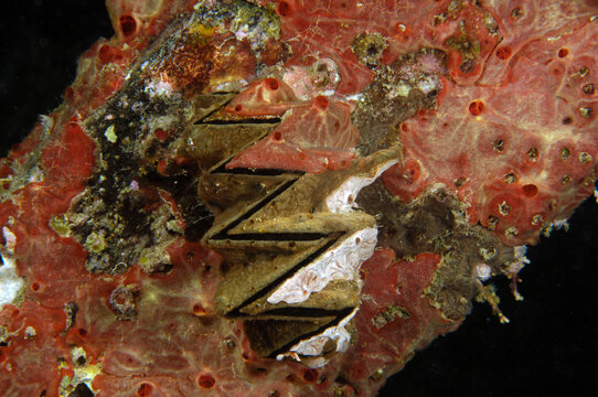 A cockscomb oyster, Lopha cristagalli, is covered in sponges.; Derawan Island, Borneo, Indonesia.