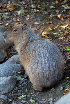 A capybara, the world's largest rodent.; New York.