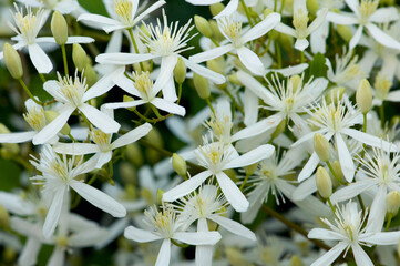 Close up of wild clematis flowers, Clematis virginiana.; Arlington, Massachusetts.