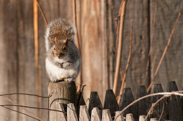 An eastern gray squirrel, Sciurus carolinensis, sitting on a fence post.; Arlington, Massachusetts.