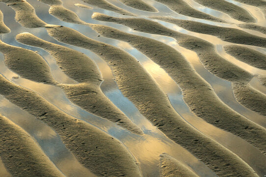 Sand ridges, water and reflections of the sky in an intertidal zone.; Payne's Creek Beach, Brewster, Cape Cod , Massachusetts.