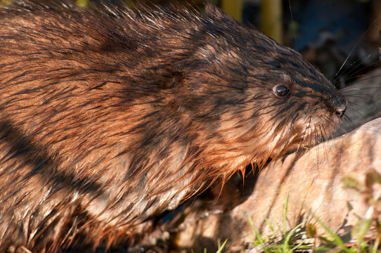 Close up of a wet muskrat, Ondatra zibethicus.; Great Meadows National Wildlife Refuge, Concord, Massachusetts.