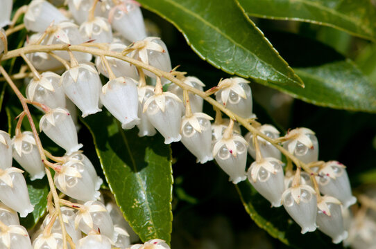 Close up of the flowers of a Japanese andromeda shrub, Pieris japonica.; Arnold Arboretum, Jamaica Plain, Massachusetts.