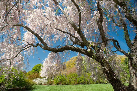 A scenic spring landscape with a weeping Higan cherry tree, Prunus subhirtella var. pendula, in bloom; Arnold Arboretum, Jamaica Plain, Massachusetts.