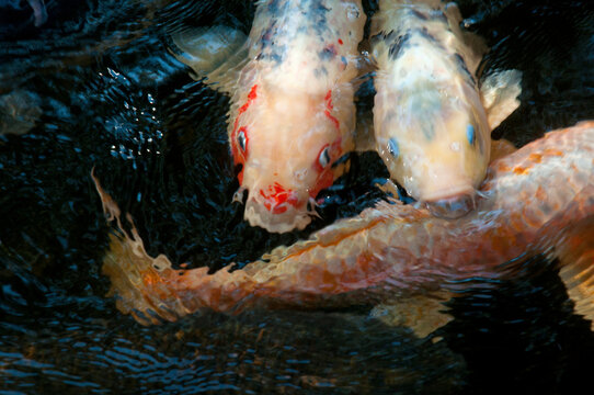 Closeup of Koi fish swimming in a pond.; Harwich, Cape Cod , Massachusetts