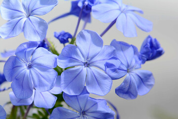 Close up of the blue flowers of Pelargonium carnosum, a Geraniaceae.; Wellesley, Massachusetts.
