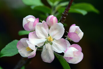 Close up of apple flowers, Malus species, in Cape Breton Highlands National Park.; Corney Brook Trail, Cape Breton Highlands National Park, Nova Scotia, Canada.
