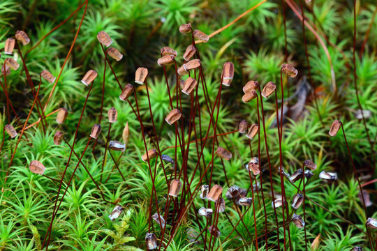 Common haircap moss plants, Polytrichum commune, with spore cases.; Blackwoods, Acadia National Park, Mount Desert Island, Maine.